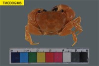 藏品(粗糙酋婦蟹)的圖片